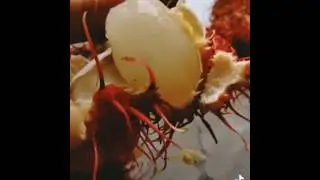 El Rambután