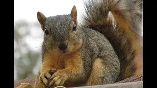 The Squirrel Cafe Live - Christmas Eve Storm Part II