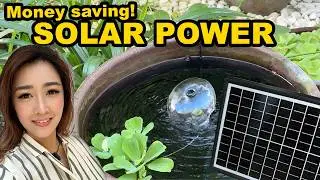 Solar Fountain Filter for Mini Pond | Biling Solar Water Pump (ft. Cats) SAVE on electricity cost!