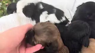 Elise, teddybear puppies, zuchon puppies, Timbercreekpuppies, shihtzu mix, bichon mix,