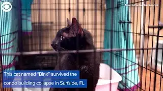 WEB EXTRA 'Binx' The Cat Reunited With Family After Surviving Surfside Condo Collapse