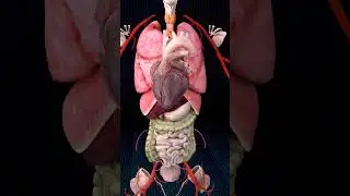 Internal Organs of the Human Body 🫁✨🫀