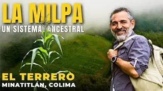 &iquest;Crees que es solo ma&iacute;z? 🌽 LA MILPA: el sistema ancestral que da vida y sabor a M&eacute;xico | Colima Sabe