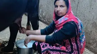 Rajestani buffalo milking by two hands 🙏#dairyfarming #baffalo #murrah buffalo#village life