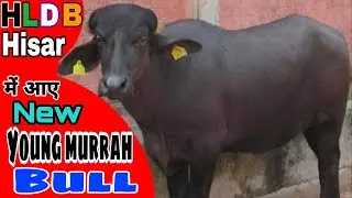 #hisar #hldb ने सीमन के लिए लिया #heera सिंघवा का बेटा #luxmi #veeravalli bloodline #andhrapardesh