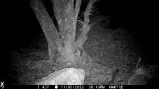 Pine marten vs Pine marten