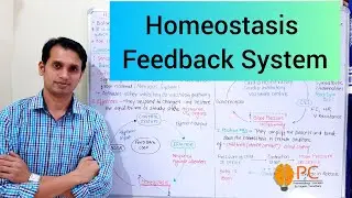 Homeostasis: Components and Feedback Mechanism of Cellular Homeostasis