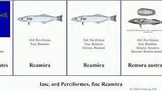 Iasc, ord Perciformes, fine Ream&oacute;ra fish australis remora Home osteochir Echeneis naucrates Brian