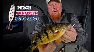 Perch Fishing Action on Ice w/ New Tungsten Buck-Shot (ft. Brian Brosdahl)
