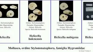 Mollusco, ordine Stylommatophora, famiglia Hygromiidae xerocrassa cernuella actinella canariella