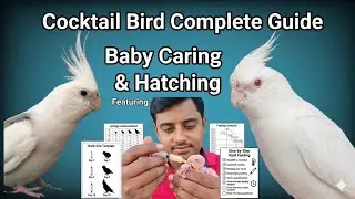 Cockatiel Lifetime Breeding Formula I Cockatiel Top  Breeding Tips I Cockatiel Breeding In few  Days