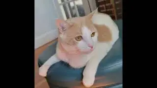 CATS #pleasesubscribe #cat #fourleggedfriend #cute #hype #feline #nice #cuddle #fun