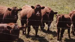 Australia&rsquo;s meat industry outraged after China imposes heavy taxes on exports