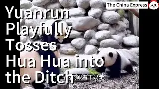 Yuanrun Playfully Tosses Hua Hua into the Ditch, Pulls Ergou In Twice, and Ergou Gets Angry圆润把花花丢进沟里