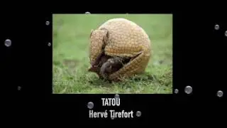 chanson sur l'Amazonie / chanson jeune public