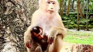 VERY TIGHTNESS IN CHEST...!! Rex cry full stress under belly mum angry Sonita monkey.