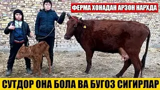 ДАВРОНБЕК   ОГА   ФЕРМАХОНАДАН   ОНА  БОЛА  СИГРЛАР