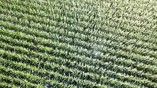 Aerial view of Indiana's Cornfields