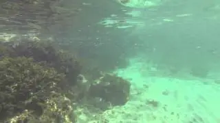 Spear Fishing at Point Village Negril On Sunny Day 720P