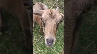 Goats in the Philippines #goats #animals #fyp (August 6,2022)