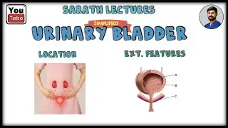 External Features of Urinary Bladder / Quick Anatomical Tips / In Tamil