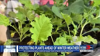 Protecting Plants Ahead of Winter