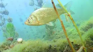 Каховка, подводный мир. Район причала и 