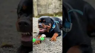 🔥 Rottweiler Dog Transformation 🐶 | Incredible Animal Transformation #Shorts #viralshorts #dog