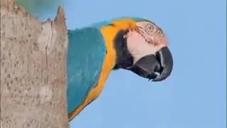 Wild Macaw Nesting Breeding :)