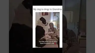 Dogs being idiots part 235: Dog vs Grandma 🤣🐕 #funnydog #funnypet #cutedog #dog #pets #shorts