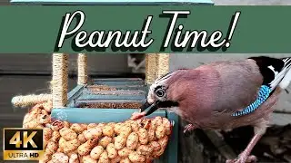 Huge Guest! 🐦 Eurasian Jay Cracks a Peanut | Garden Bird Cam 4K