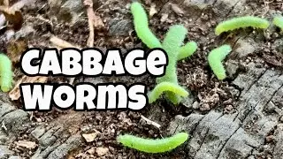 How to Get Rid of Cabbage Worms | Cabbage Butterflies