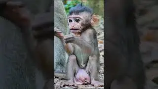 #Malik #animal #reels #virals #monkeys  #monkey #babyanimal #naturemonkey