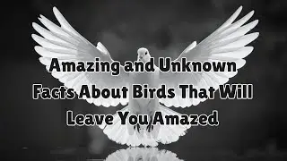 Amazing and Unknown Facts About Birds That Will Leave You Amazed