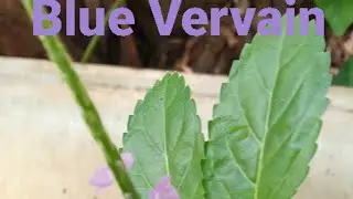 Blue Vervain (Benefits)
