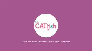 Open Adopsi Kucing Desember 2020