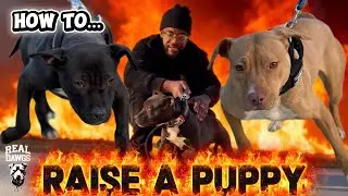 Brickhouse Performance: How to Raise a Puppy (The Sino Way…)