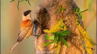 MOST COLORFUL BIRDS 8K HDR &ndash; OLED DEMO 8K Ultra HD