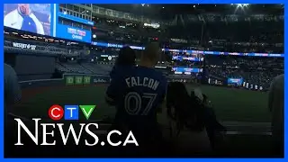 Болельщики &laquo;Джейс&raquo; смотрят пятую игру Мировой серии в Роджерс-центре