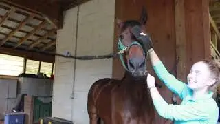 Tiger&rsquo;s Tongue Horse Groomer Product Review