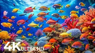 DREAM AQUARIUM 4K - Marine Life, Sea Animals and Coral Reef - Fish Tank Sounds for Deep Sleep #65