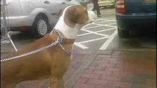 Rest In Peace Boxer Fallen Souljah