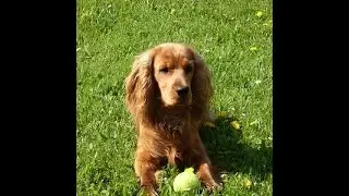 ***Cocker Spaniel Potty-Training Free-Mini Course***
