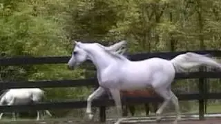 The Mohave (The Minstril x Topheta)