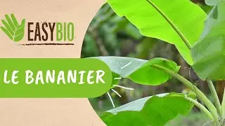Bananier : Comment l'entretenir ?