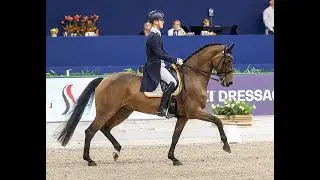Grand Prix horse for sale: Fynona
