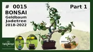 #0015 Teil 1. 2018-2022 Bonsai Geldbaum - Jadetree - Kara Bonsai-