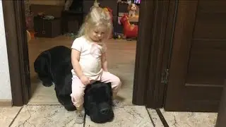 Cane corso Balder and the cowboy-girl 🏇 Кане корсо Бальдер и девочка-ковбой