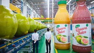 How Millions of Tons of Guavas Are Harvested and Turned into Juice &ndash; Inside a Guava Factory