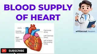Blood Supply of Heart Explained in Easy Way | Coronary Arteries Anatomy